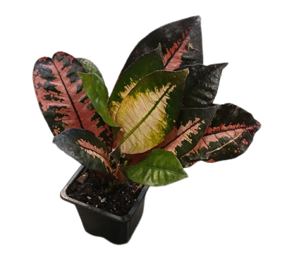 Croton Iceton